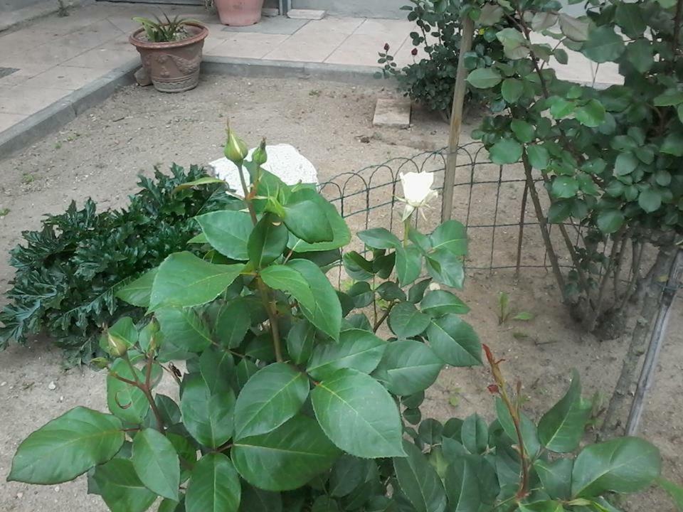 Bed and Breakfast Perbacco Sartirana Lomellina Екстер'єр фото
